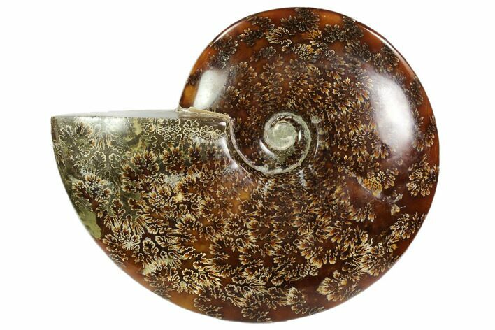Polished, Agatized Ammonite (Cleoniceras) - Madagascar #102613